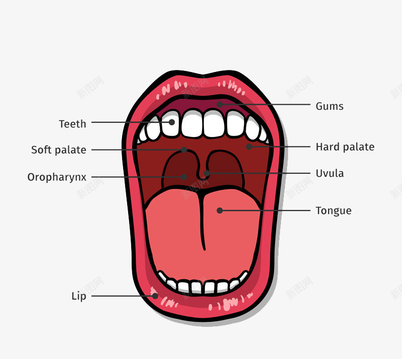 口腔结构图矢量图ai免抠素材_新图网 https://ixintu.com 口腔 嘴巴 牙齿 结构图 矢量图