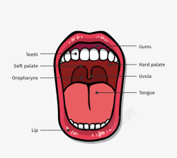 口腔结构图矢量图素材