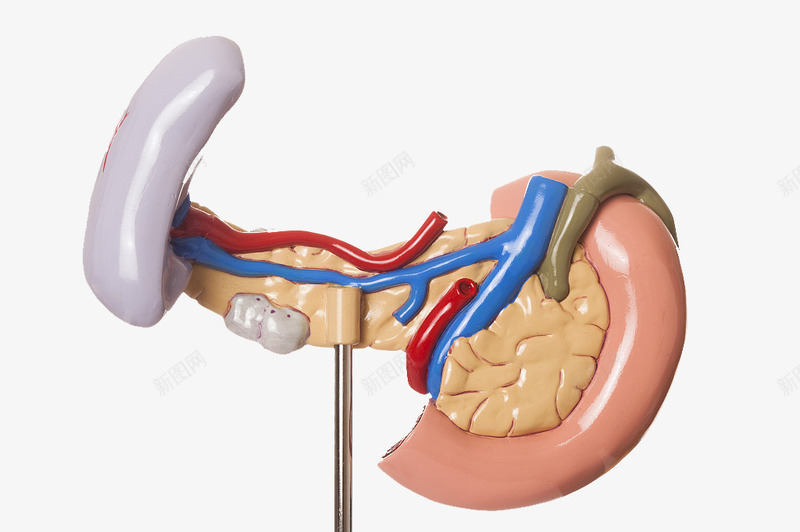 人体器官结构png免抠素材_新图网 https://ixintu.com 五脏六腑 人体内脏模型 内分泌系统 医学研究 医疗 器官移植 器官结构