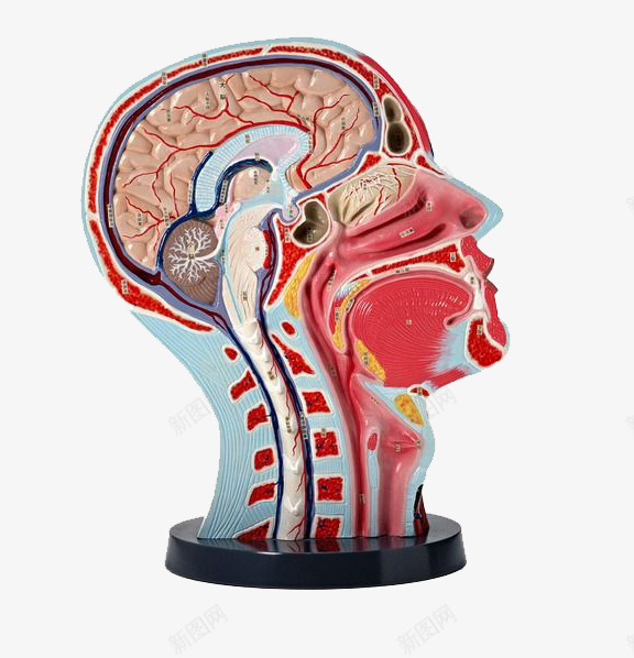 头部组织图png免抠素材_新图网 https://ixintu.com 剖析图 头部结构 肌肤组织 血管 解剖图