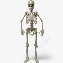 站骷髅图标png_新图网 https://ixintu.com anatomy body bone bones dead death medicine skeleton standing structure 医学 死 死亡 站 结构 解剖学 身体 运动解剖学 骨 骨头 骨架