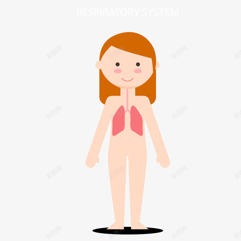 人体结构图png免抠素材_新图网 https://ixintu.com 人体结构图 人体结构示意图 女孩 站着的女孩
