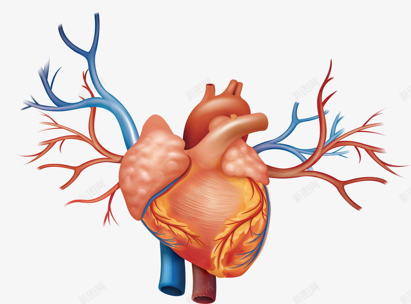 心脏结构图png免抠素材_新图网 https://ixintu.com 动静脉 心脏 心脏结构 矢量素材