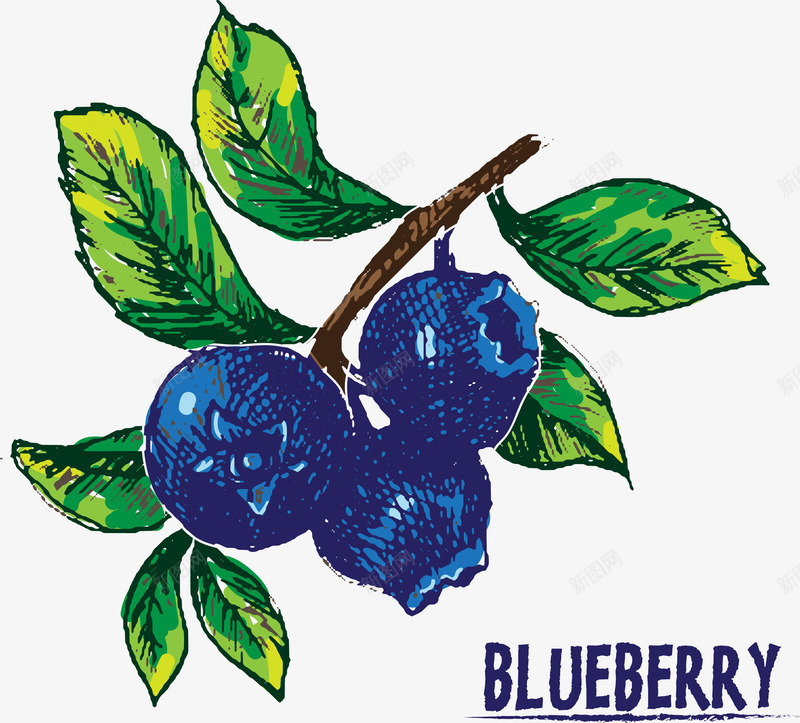 手绘蓝莓插画矢量图eps免抠素材_新图网 https://ixintu.com 叶子 手绘蓝莓 插画 水果 浆果 莓 蓝莓 食物 矢量图