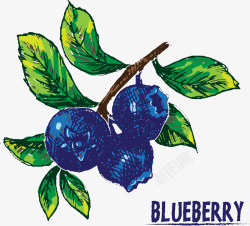 手绘蓝莓插画矢量图素材