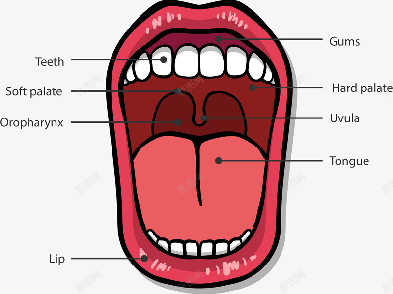 口腔结构图png免抠素材_新图网 https://ixintu.com 口腔 素材 结构图