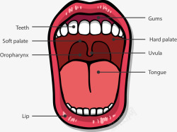 口腔结构图素材