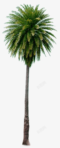 一颗茂盛椰树夏天素材