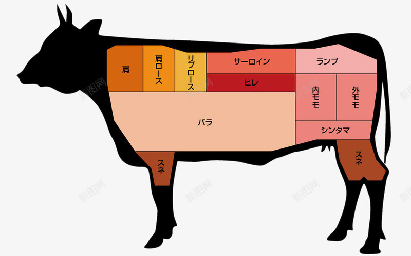 日语版牛部位名称png免抠素材_新图网 https://ixintu.com 日语 身体结构 部位名称 黄牛