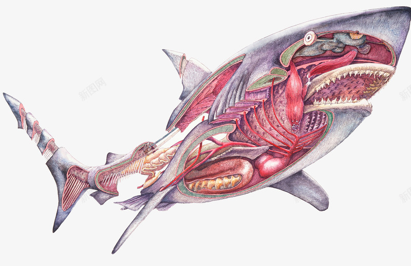鲨鱼身体结构psd免抠素材_新图网 https://ixintu.com 大白鲨 肌肉 血管 身体结构
