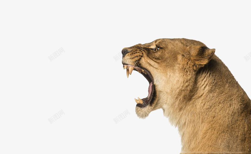 狮子实物图图案png免抠素材_新图网 https://ixintu.com 动物 母狮子 狮子 狮子实物图