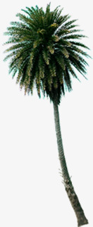 偏左偏左一颗椰树夏天高清图片