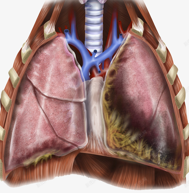 人体肺部结构解剖png免抠素材_新图网 https://ixintu.com 呼吸道 结构解剖 肺部 静脉