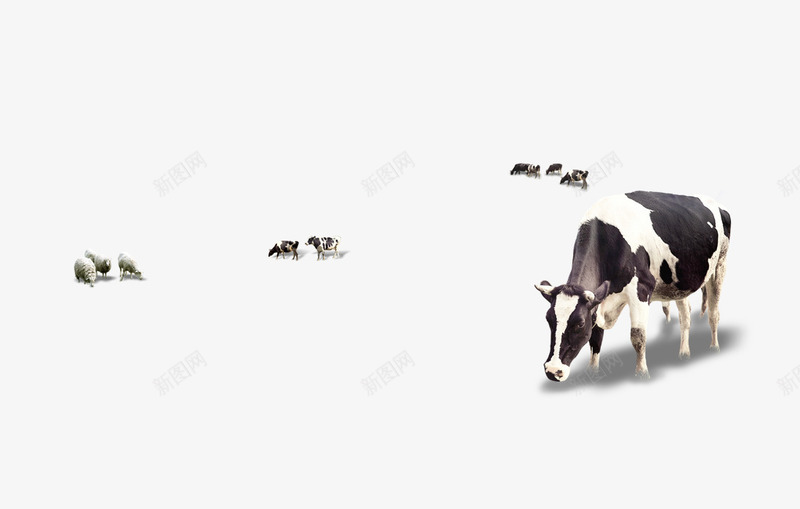吃草的牛psd免抠素材_新图网 https://ixintu.com 动物 吃草的牛 奶牛 牛 牛吃草 装饰素材