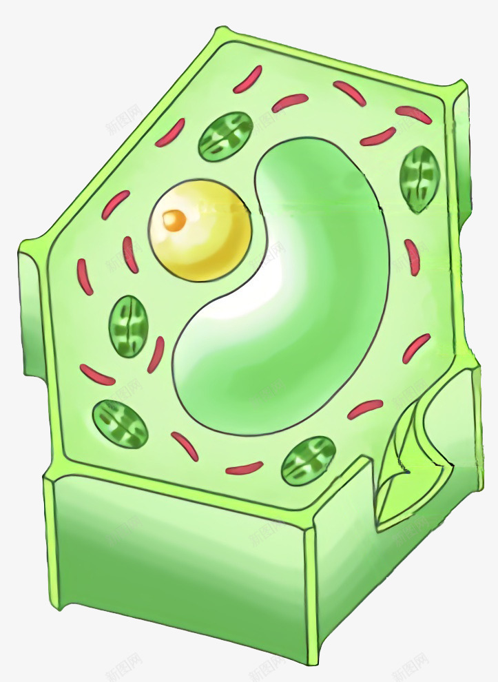 植物细胞结构png免抠素材_新图网 https://ixintu.com 七年级 植物 细胞 结构