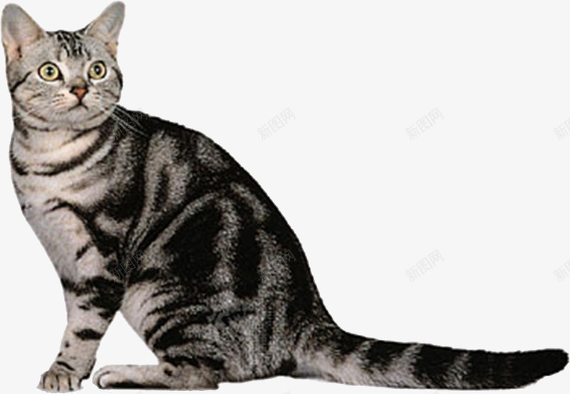 黑白相间的猫png免抠素材_新图网 https://ixintu.com 动物 可爱 宠物 忠诚 黑白色