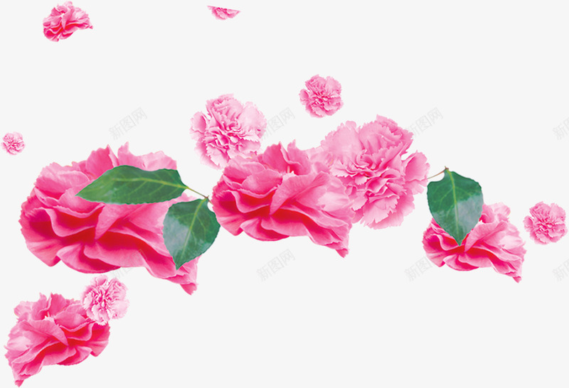 粉色温馨康乃馨花朵植物png免抠素材_新图网 https://ixintu.com 康乃馨 植物 温馨 粉色 花朵