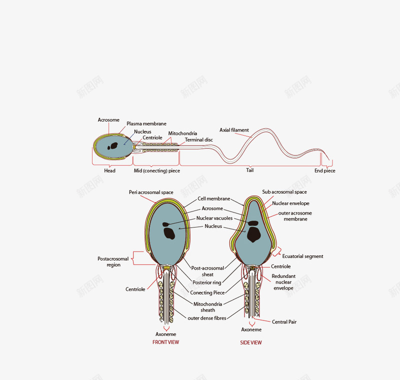 精子结构式png免抠素材_新图网 https://ixintu.com 医学图形 矢量图形 精子 精子结构式