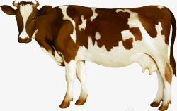 畜生奶牛高清图片