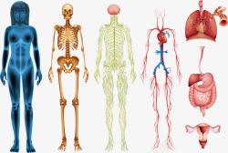 彩色人体结构素材