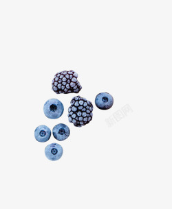 植物蓝莓紫色效果素材