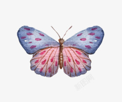 蓝色粉色拼接手绘蝴蝶翅膀素材