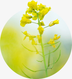 黄色可爱温馨花朵美景素材