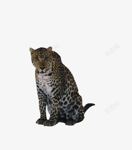 非洲豹野生动物png免抠素材_新图网 https://ixintu.com 动物 宠物 家畜 生物 豹子 野生动物 非洲豹