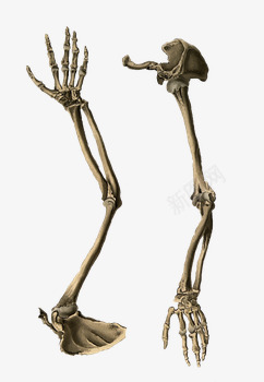 手的骨架png免抠素材_新图网 https://ixintu.com png 人体 素材 结构 骨头