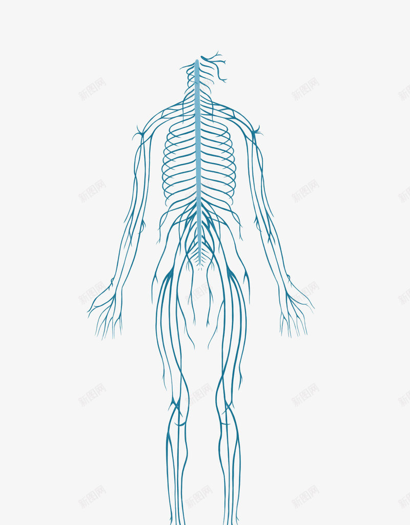 简易人体神经系统结构示意图png免抠素材_新图网 https://ixintu.com 神经 神经系统 神经结构 脊神经 脑神经