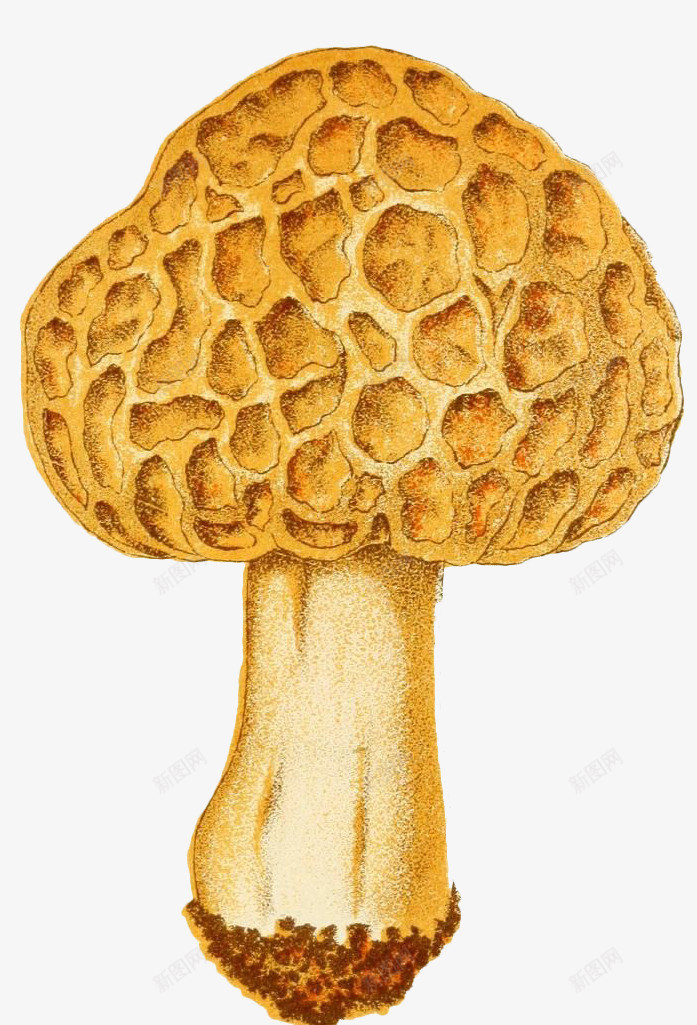 蘑菇的内部结构png免抠素材_新图网 https://ixintu.com 蘑菇 蘑菇的组成 食物 香菇