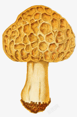 蘑菇的组成蘑菇的内部结构高清图片