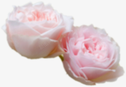 粉色温馨花朵电商png免抠素材_新图网 https://ixintu.com 温馨 粉色 花朵