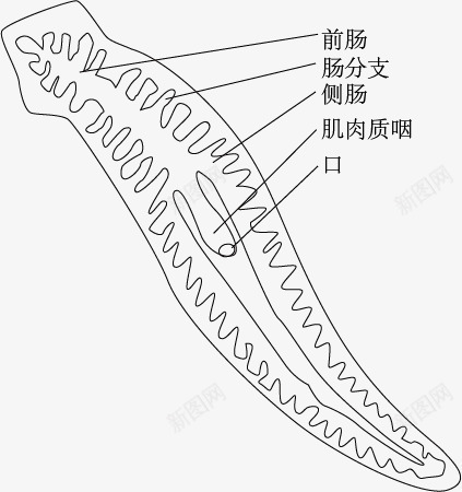 涡虫示意图png免抠素材_新图网 https://ixintu.com 手绘 涡虫 示意图 细胞结构 结构图