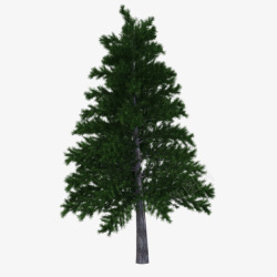 绿色松树相关素材