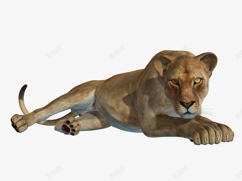 趴着的非洲狮子png免抠素材_新图网 https://ixintu.com 凝视 凶猛 母狮子 狮子 非洲狮