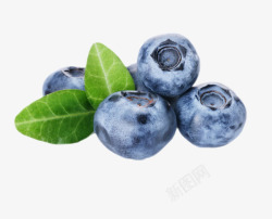 实物带叶子的野生蓝莓素材