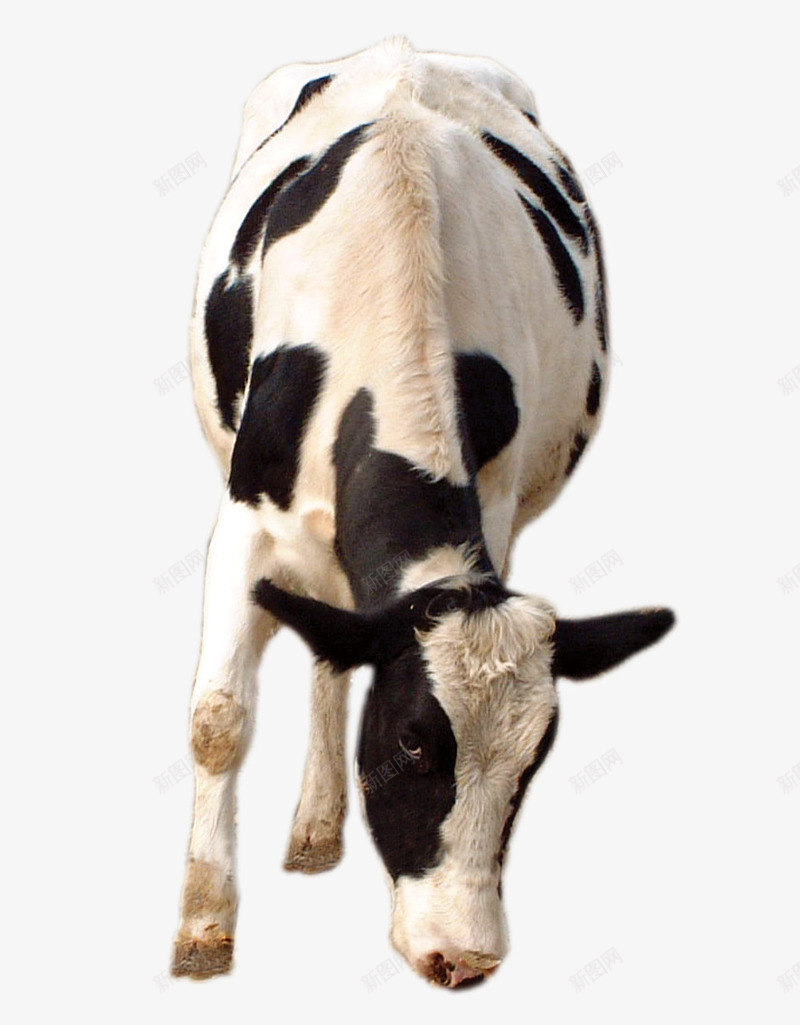 花斑奶牛png免抠素材_新图网 https://ixintu.com 动物 吃草的牛 奶牛 家畜 牛吃草 花斑纹