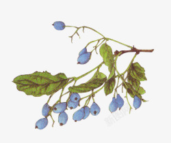 手绘复古蓝莓绿叶素材