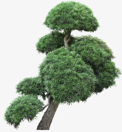 松树图案绿色松树植物景观装饰图案高清图片