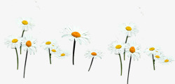 白色温馨纯洁花朵草地素材