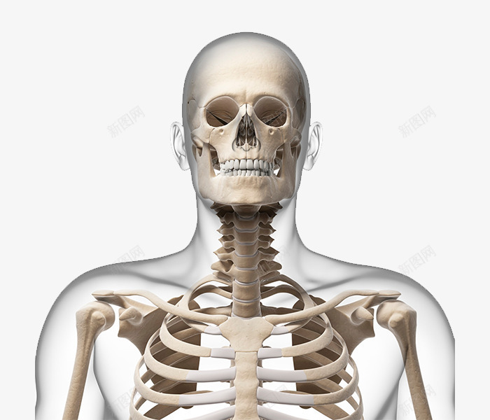 人体骨骼png免抠素材_新图网 https://ixintu.com 人体结构 人的骨头 医学 解剖 骨头