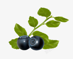 熟透了的蓝莓熊果苷素材