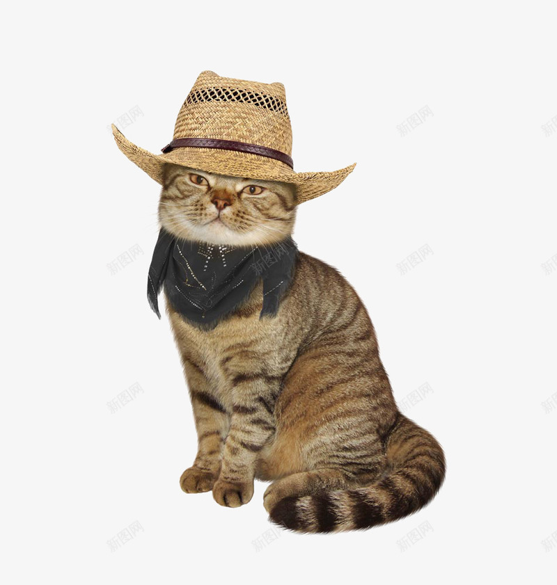 带草帽的猫png免抠素材_新图网 https://ixintu.com 可爱 宠物 猫 草帽
