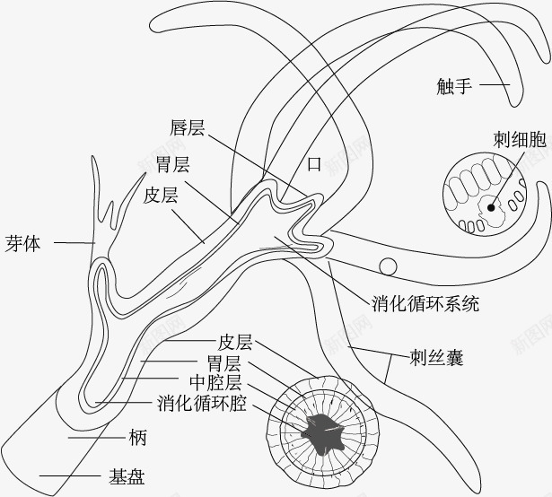 珊瑚虫的结构png免抠素材_新图网 https://ixintu.com 手绘 珊瑚虫的结构 示意图 细胞结构 结构图