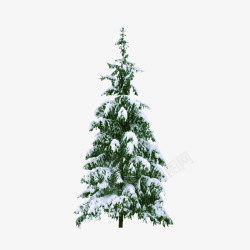 白色的松树白雪松树高清图片