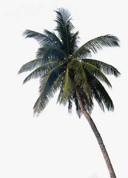 翠绿的椰树手绘翠绿椰树高清图片