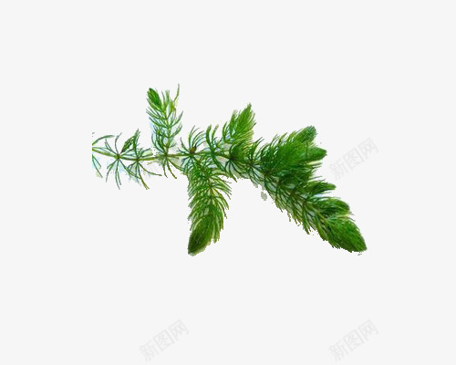 海底植物png免抠素材_新图网 https://ixintu.com 唯美 绿色 金鱼藻 食物