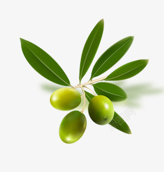 清新橄榄树叶素材