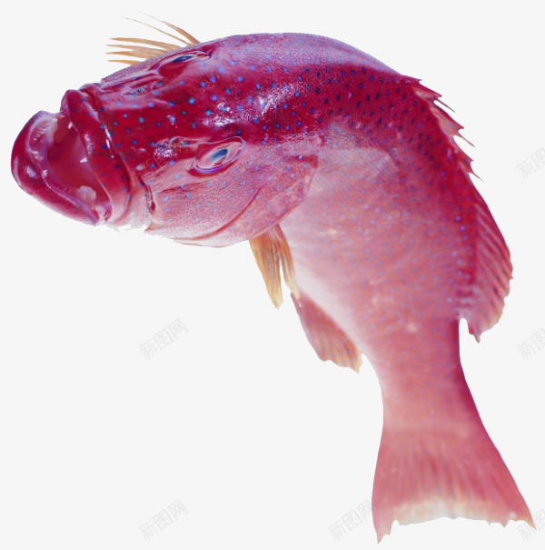 鲟鱼png免抠素材_新图网 https://ixintu.com 产品实物 食材 食物 鱼类 鲟鱼